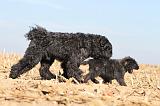 BOUVIER DES FLANDRES 171